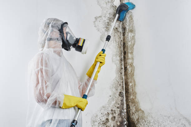 Professional Mold Remediation in Hampton Beach, NH