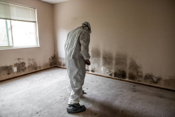 Best Attic Mold Remediation in Hampton Beach, NH
